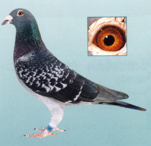 The Limoges hen